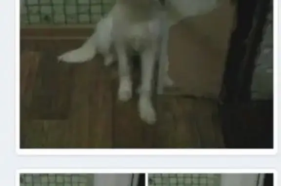 Пропала собака Боня в Печоре