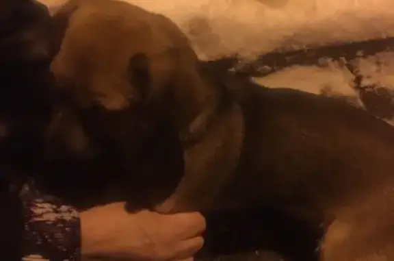Найдена собака на Липовой горе в Ярославле - нужна передержка или хозяин!