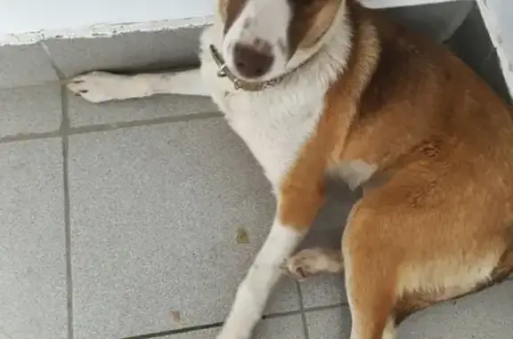 Найдена собака в Волгодонске, ищут хозяев
