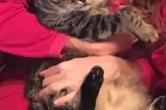 Кошки потеряшки, Феодосия (Крым), фото: Потеряшка кошка на ул. Гарнаева, 75В (район «речного»)