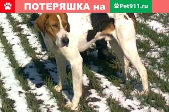 Найдена собака в Валуйках, ищем хозяев!