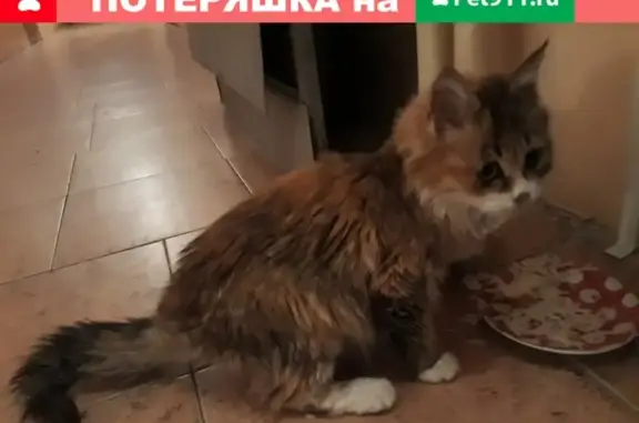 Найдена кошка в Ставрополе