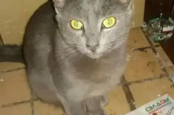 Найден кот SHEBA в 50-м комплексе, Набережные Челны