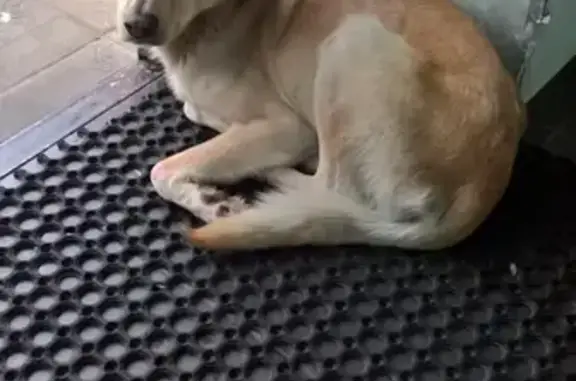 Найден голодный пёсик возле магазина 
