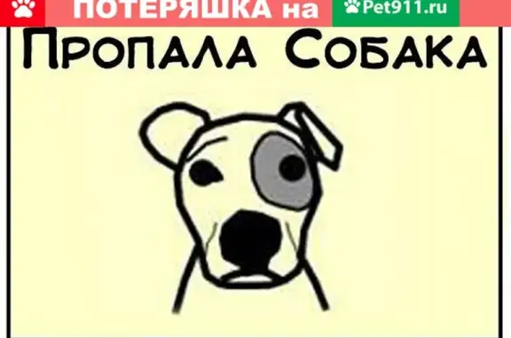 Пропала собака в Иваново на пр. Текстильщиков-5