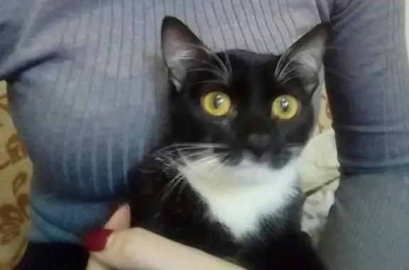 Найдена кошка на Энгельса 42 в Челябинске