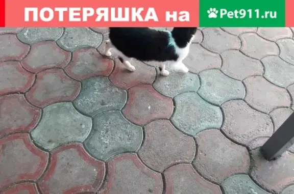 Найдена кошка в Ставрополе, ищет новый дом.