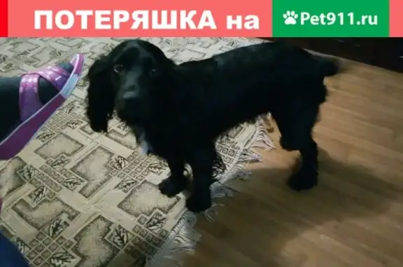 Найдена собака в Беслане: черный Спаниель с белым пятном