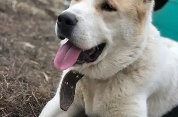 Пропала собака РИЧ в Белореченске, район Дундича!