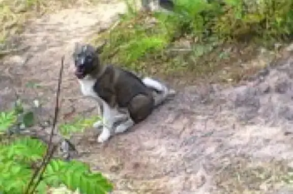 Пропала собака в Онеге, лайка, помогите найти!