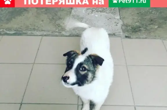 Найден щенок в Омске, ищем хозяина