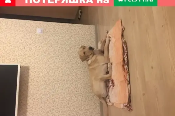 Найдена собака в Петрозаводске, Скандинавский проезд