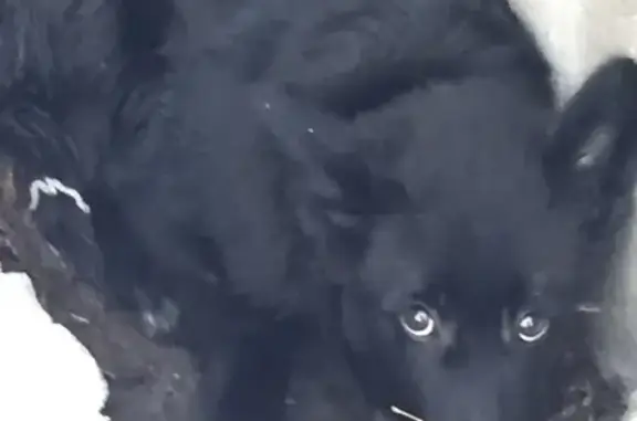 Потеряшка: Чёрный щенок с белой грудкой на Завенягина 12