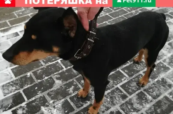 Найдена собака на Пятницком шоссе возле поворота на Отраду