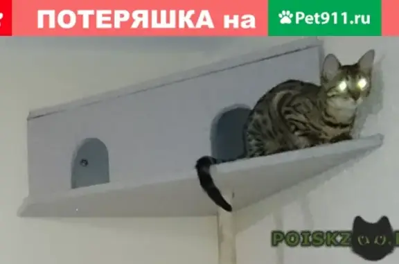 Кошки потеряшки, Новокузнецк, фото: Потеряшка кошка по адресу Октябрьский 37, Новокузнецк