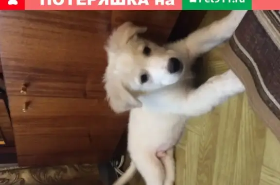 Собака найдена на Верхнечерской, Нижний Новгород