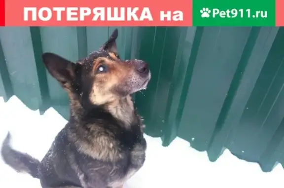 Пропал слепой пес Пират на улице Гагарина, Волжск