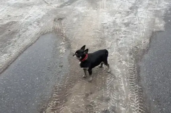 Собака потерялась на улице Турку, Санкт-Петербург.