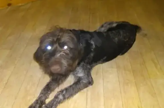 Собака найдена на Ильича остановке в Воронеже