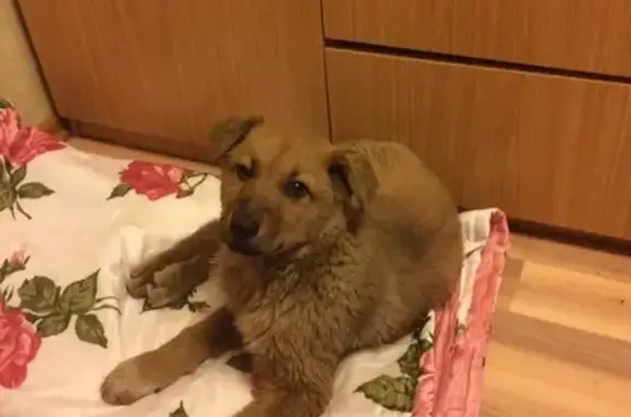 Найдена собака на улице Попова, дом 58