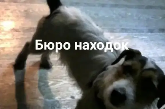 Найдена собака на Московском, ищем хозяина!