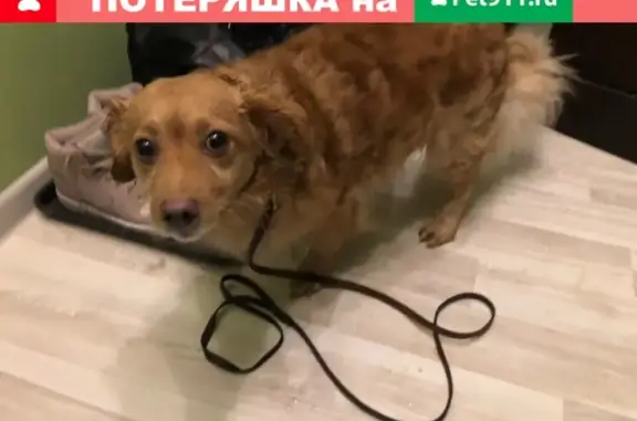 Найдена собака в Павлово на Ждановском