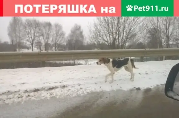 Найдена собака в деревне Вертково, Московская область.