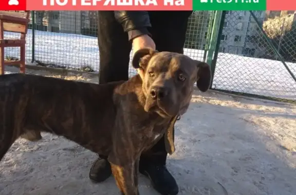 Сильная собака найдена на Преображенской площади в Москве.