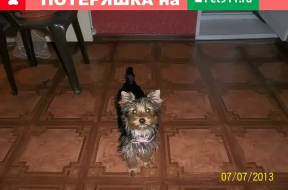 Пропала собака в снт Текстильщики-2, Орехово-Зуево
