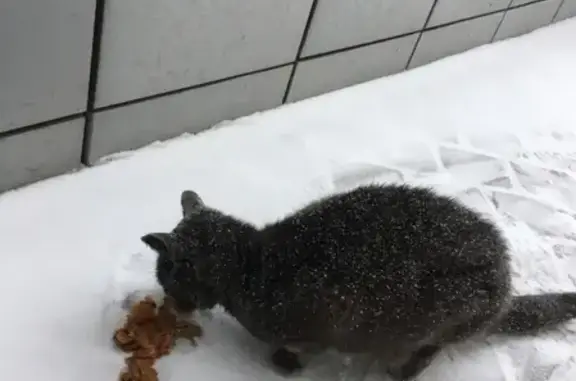 Найдена кошка на ул. Чехова, возле магазина