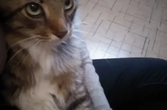 Найдена домашняя кошка в Заводском районе