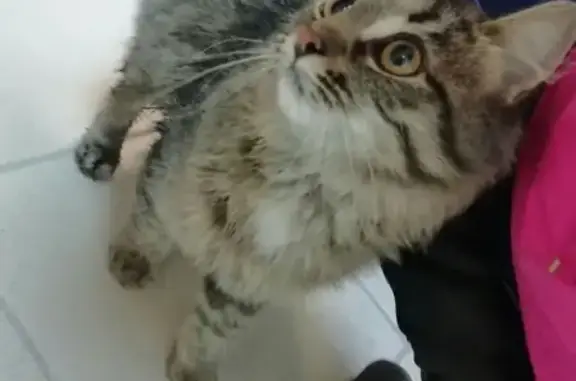 Найдена кошка в Южном Домодедово, ищут хозяев!