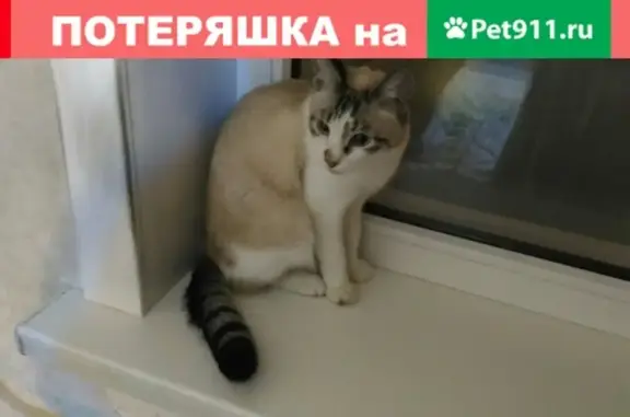 Найдена кошка с голубыми глазами на Сахалине