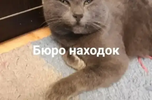 Найдены кошка и кот на Осипенко 20 в Архангельске