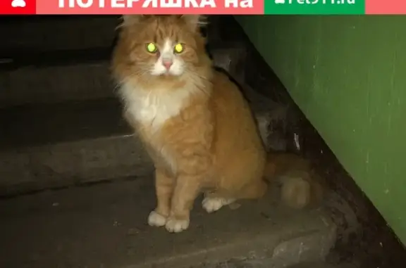 Найден кот на ул. Звёздной (12.12) в Пскове