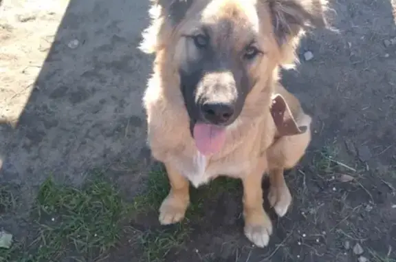 Пропала собака в 11а микрорайоне, Нефтеюганск