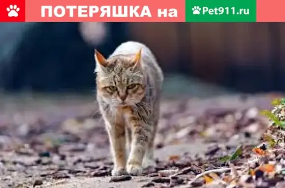 Найдена кошка на ул. Черняховского, 82