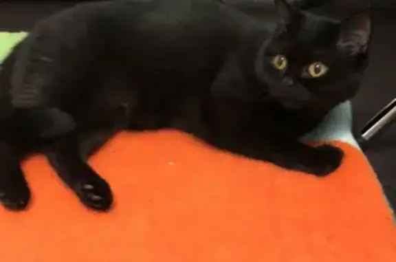 Пропала чёрная британская кошка в Одинцовском районе