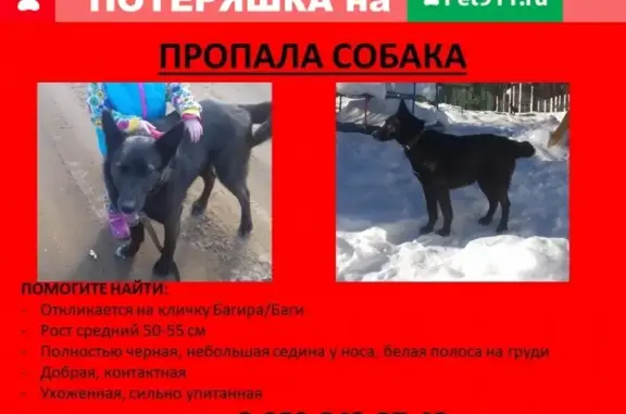 Пропала собака в Лужском районе, пос. Толмачево, помогите найти!