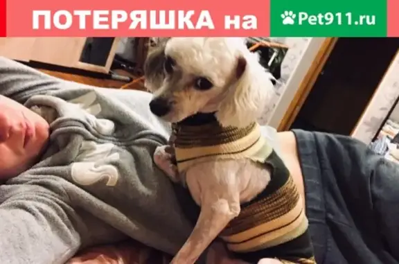 Пропала собака в Лобне, карликовый пудель на москвиче