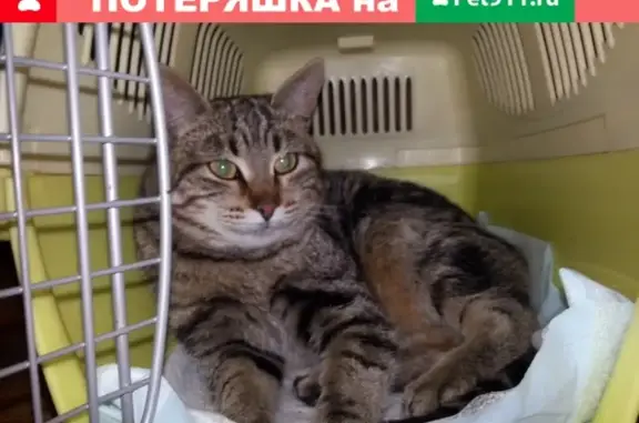 Найдена кошка на пр. Победы, Пенза #Зоосердце_ZS