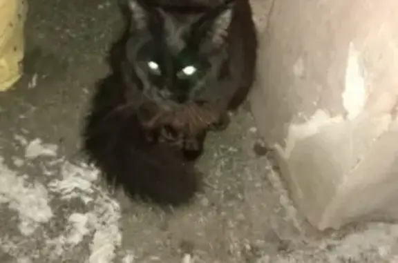 Найден домашний кот на Васильевском острове, ищем хозяев