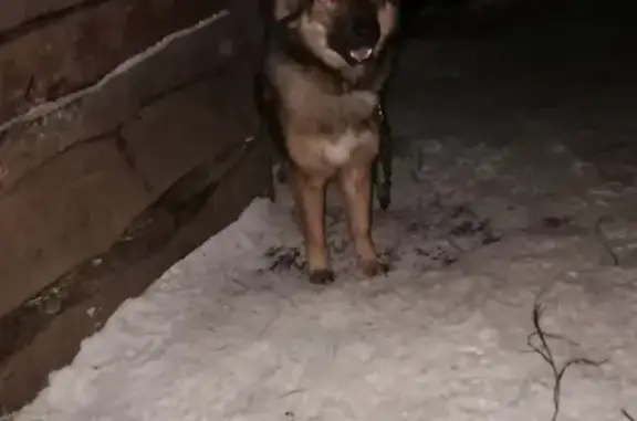 Пропала собака в Новосибирске, кличка Грозный.