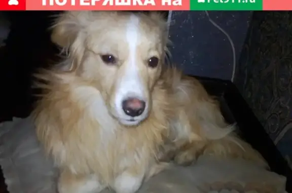 Пропала собака в Усолье-Сибирском