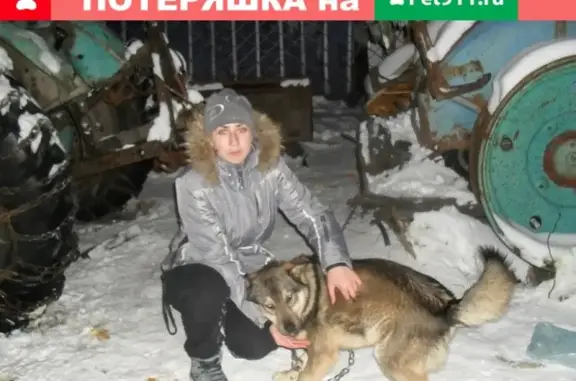 Пропала собака в Майме, Горно-Алтайск