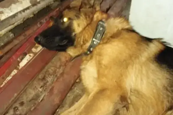 Собака найдена возле Сочинского хлебокомбината.