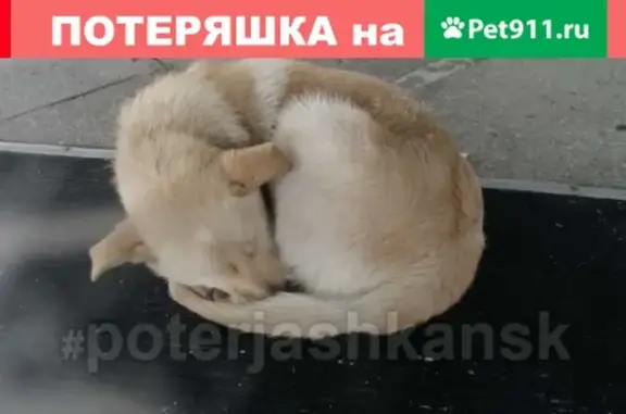 Найдены две собаки на ул. Тургенева
