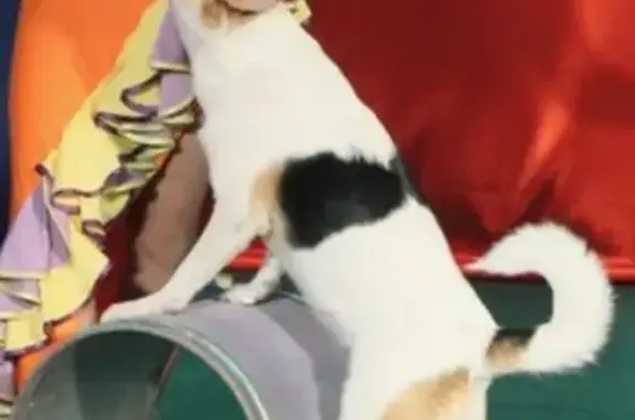 Пропала слепая собака Кнопа в Красном текстильщике