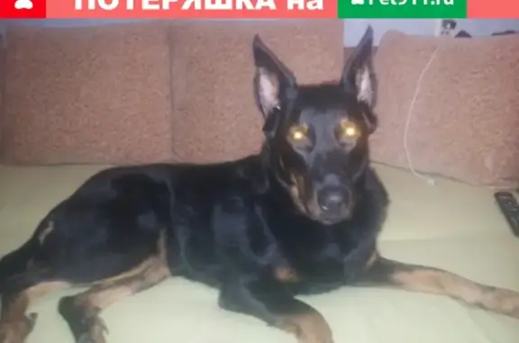 Пропала собака Челси в Северодвинске на улице Орджоникидзе