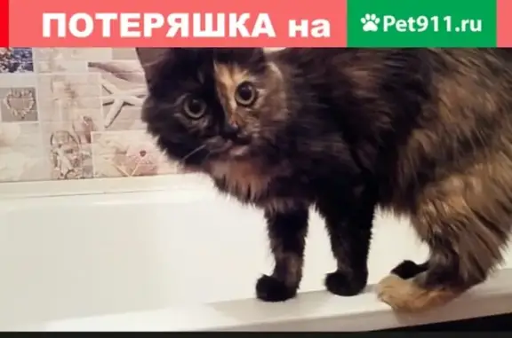 Пропала кошка на Соцкая 44 в Нефтекамске
